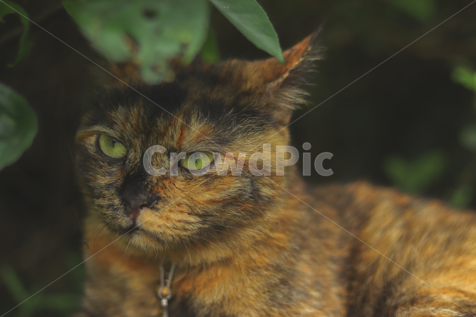 고양이,동물,길고양이,냐옹이,야옹이,잠,길거리,animal,straycat,kitty,street,동물,animal,포유류,mammal,고양이,cat,kitten,kitty
