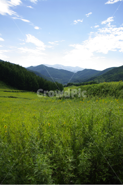 꽃밭,해바라기,식물,flower,풍경,하늘,구름,자연,풍경,nature,landscape,outdoors,옥외,grassland,목초지,field,들