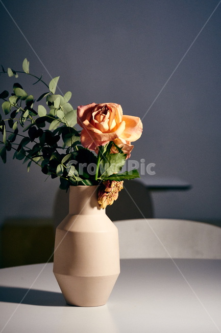 장미꽃,접사,빨간장미,꽃,빨간장미꽃,꽃,flower