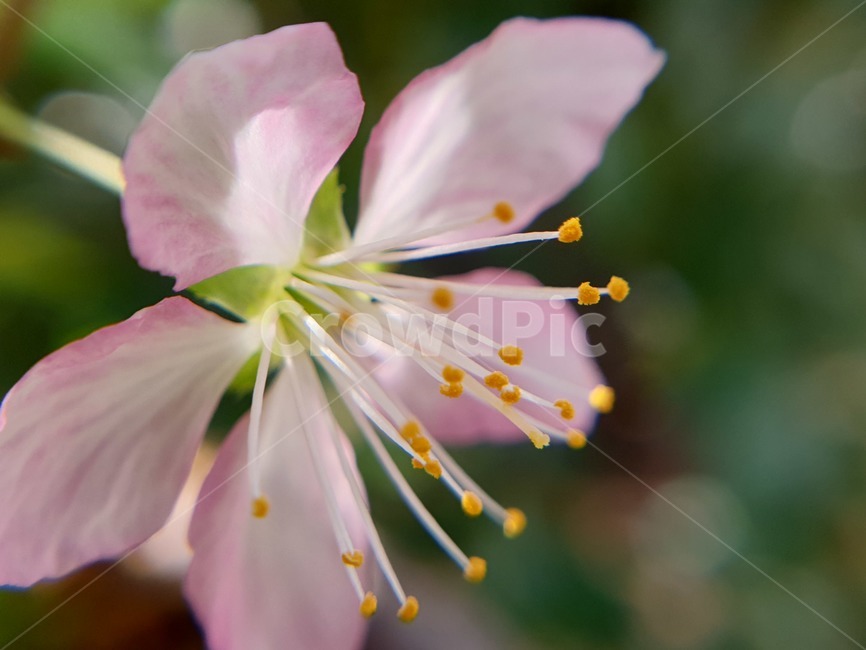 꽃,봄꽃,봄,자연,분홍꽃,식물,자연,plants,nature,꽃,flower