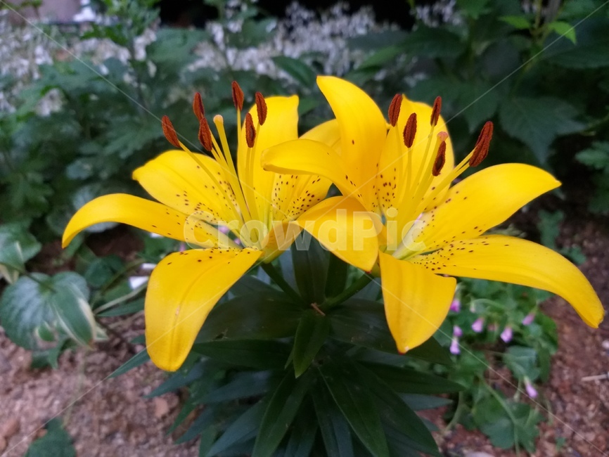 노란꽃,꽃,flower,쌍둥이,twins,yellow,자연,nature,plants,식물,배경,background,화려함,feeling,summer,감성,여름