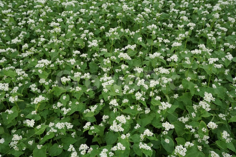 메일꽃,하얀꽃,눈꽃,가을,꽃,flower,느낌사진,감성사진,식물,자연,plants,nature,꽃,flower