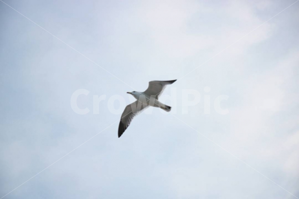 동물,바다,갈매기,새,하늘,바닷가,바다하늘,조류,범인,동물,animal,조류,새,birds