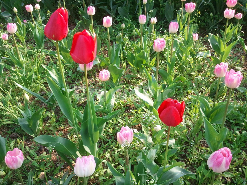 튤립,tulip,백합과,식물,꽃,구근초,여러해살이화초,식물,자연,plants,nature,꽃,flower