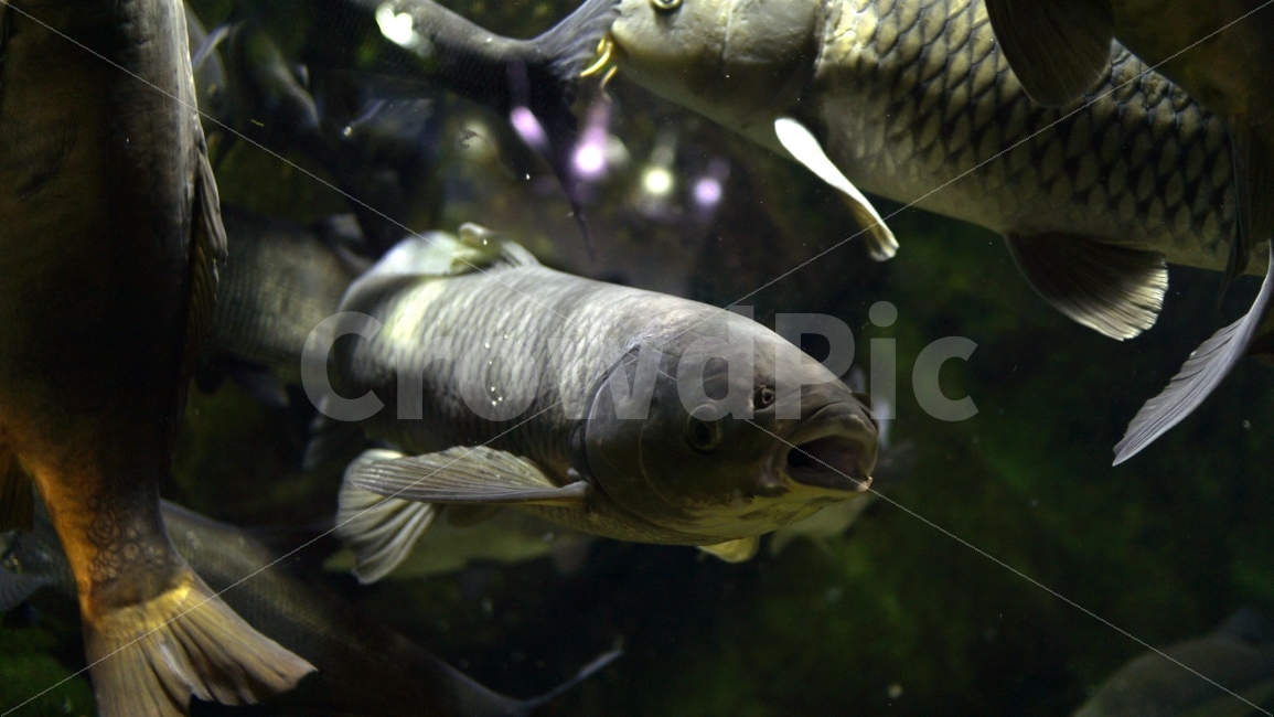 물고기,잉어,열대어,붕어,생선,어류,수족관,낙시,fish,어항,금붕어,수산,해양,바다,생물,동물,물속,바다속,바닷속,animal,수중,생명,자연,nature,물결,동물,animal,어류,물고기,fish