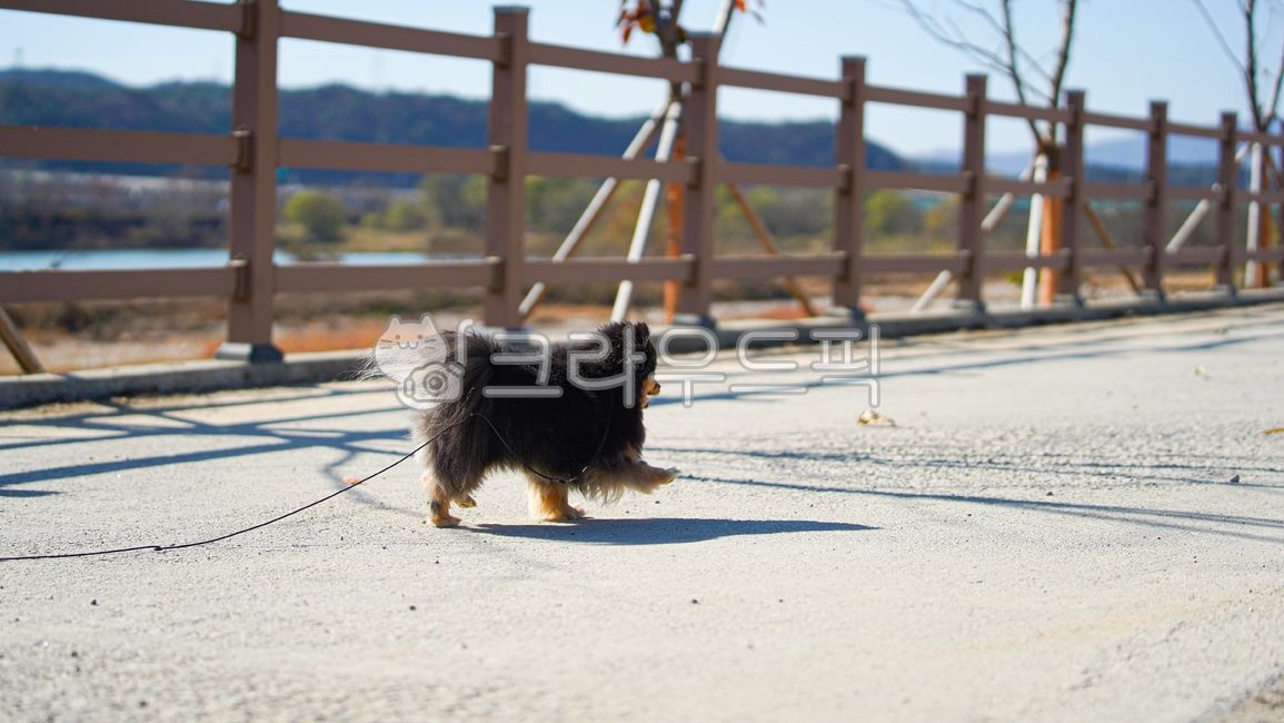 lean towards,dog walk,black puppy,puppy,road,joy,exciting,pomeranian,fence,pet dog,walk,direction