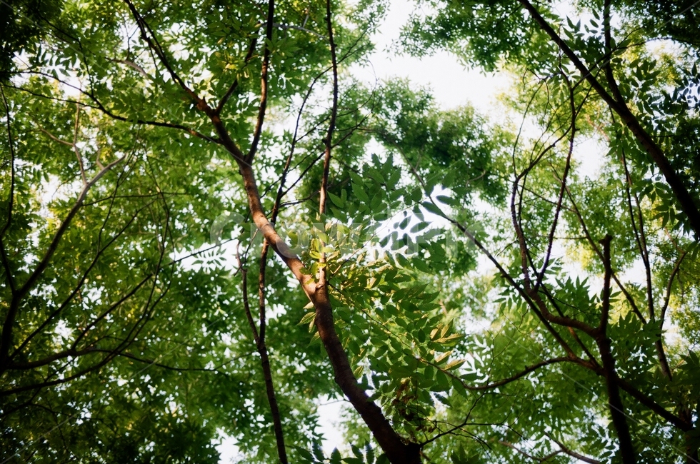 나무,하늘,그림자,여름,숲,forest,tree,나뭇잎,leaf,sky,shadow,summer,day,daylight,청량,자연,nature,피톤치드,삼림욕