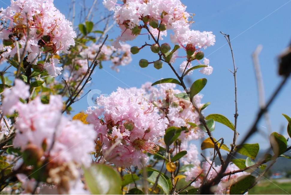 꽃,분홍꽃,식물,자연,나무,배롱나무,배롱나무꽃,식물,자연,plants,nature,꽃,flower