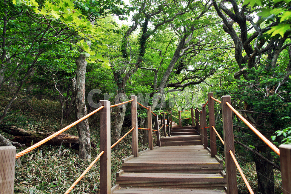 등산로,목책,숲,숲길,자연,고목,나무,자연,풍경,nature,landscape,handrail,난간,banister,railing