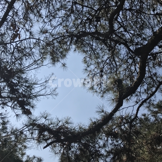하늘,파란하늘,나무,하트,풍경,자연,Tree,식물,식물,자연,plants,nature,나무,trees,wood
