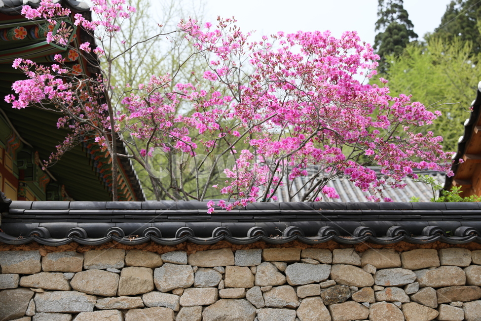순천,선암사,만첩왕벚,왕벚꽃,겹벚꽃,봄,사찰,꽃,벚꽃,봄,계절,spring,season,한국전통,한국문화,korean traditional,korean culture,건축물,건물외관,exterior,building,structure,architecture,construction,plant,식물