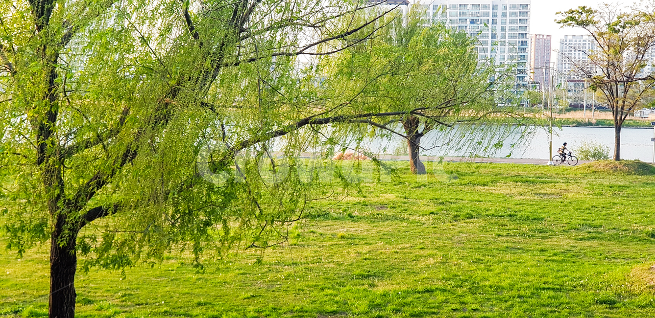 버드나무,풍경,공원,힐링,나무,자연,plants,nature,trees,wood,산책로