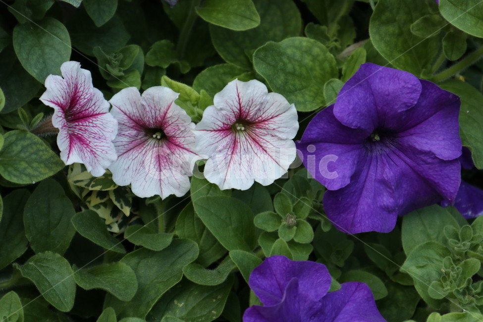 꽃,식물,나뭇잎,flower,봄,식물,자연,plants,nature,꽃,flower