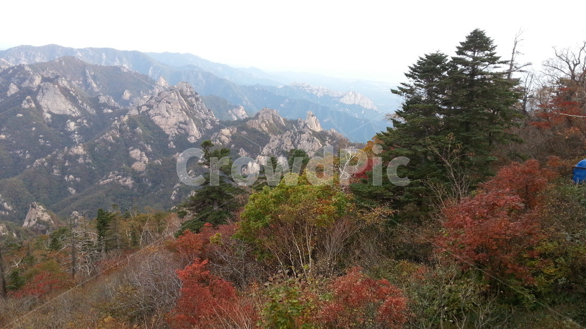 설악산,가을,단풍,공룡능선,소청조망,국립공원,가을,계절,fall,autumn,season,tree,나무,plant,식물,fir,전나무,slope,경사,nature,자연,outdoors,옥외
