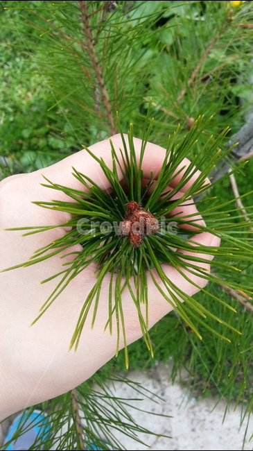손,자연,식물,소나무,초록색,봄,봄,계절,spring,season,식물,자연,plants,nature,plant,tree,나무,conifer,구과 식물