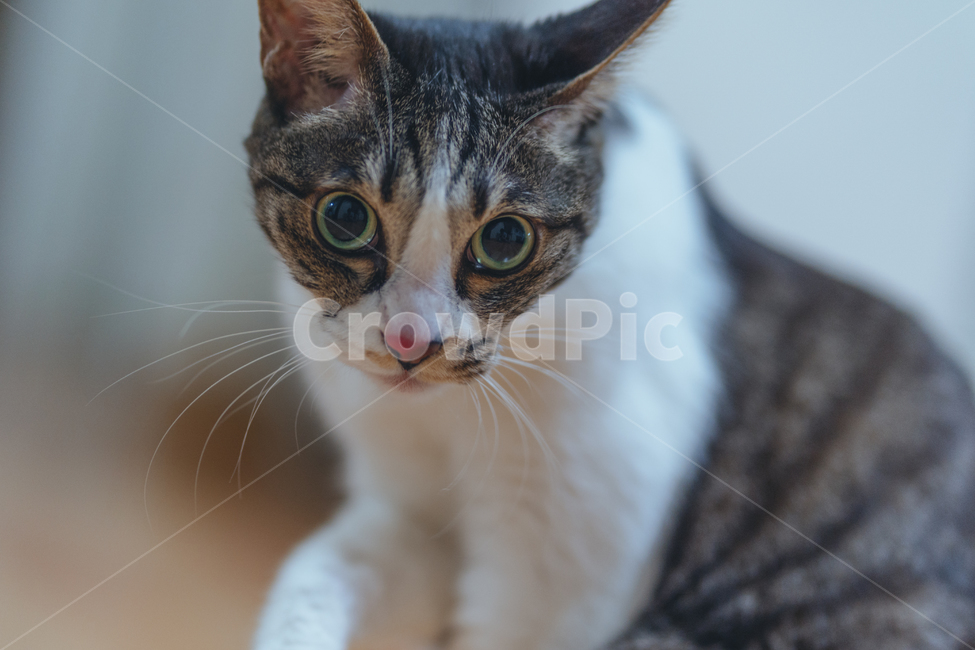 동물,고양이,코리안숏컷,애완동물,반려묘,동물,animal,포유류,mammal,고양이,cat,kitten,kitty
