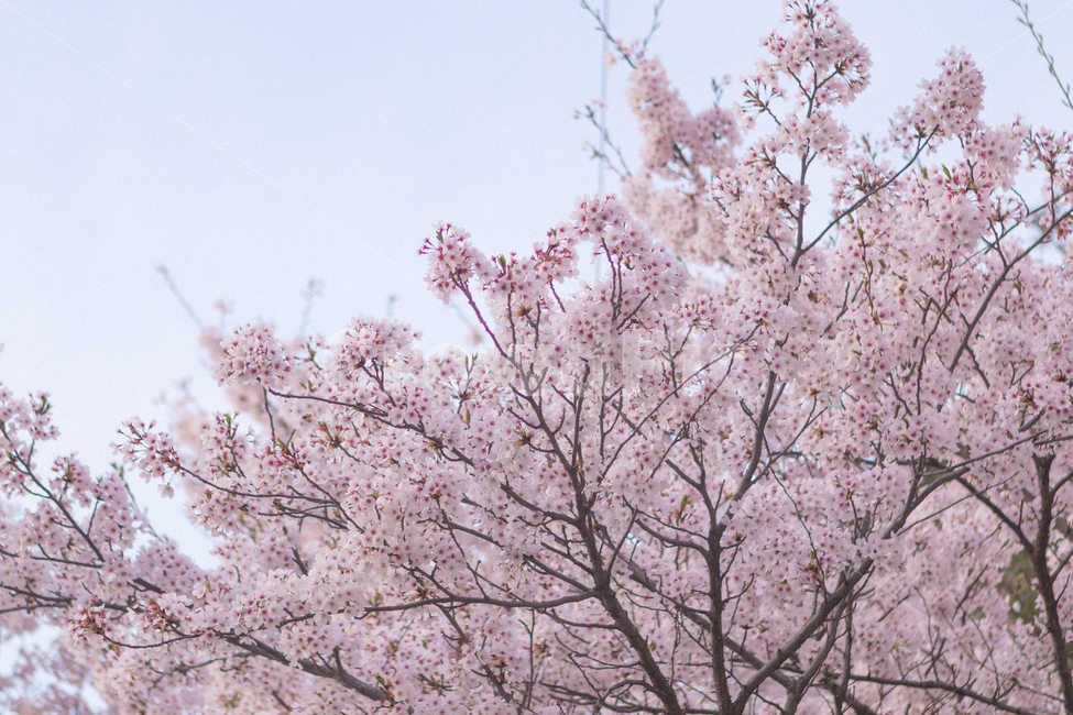 봄,벚꽃,blossom,cherryblossom,꽃,flower,palnt,spring,tree,pink,분홍색,식물,봄,계절,spring,season