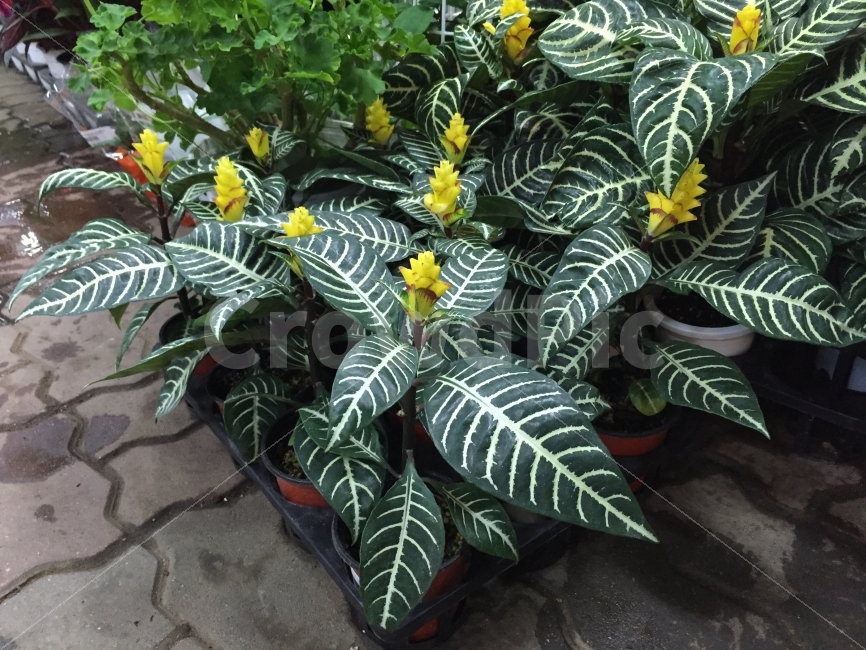 꽃,화분,노란꽃,열대화,식물,꽃집,식물,자연,plants,nature,꽃,flower,실내용화초,화분,화초,house plant