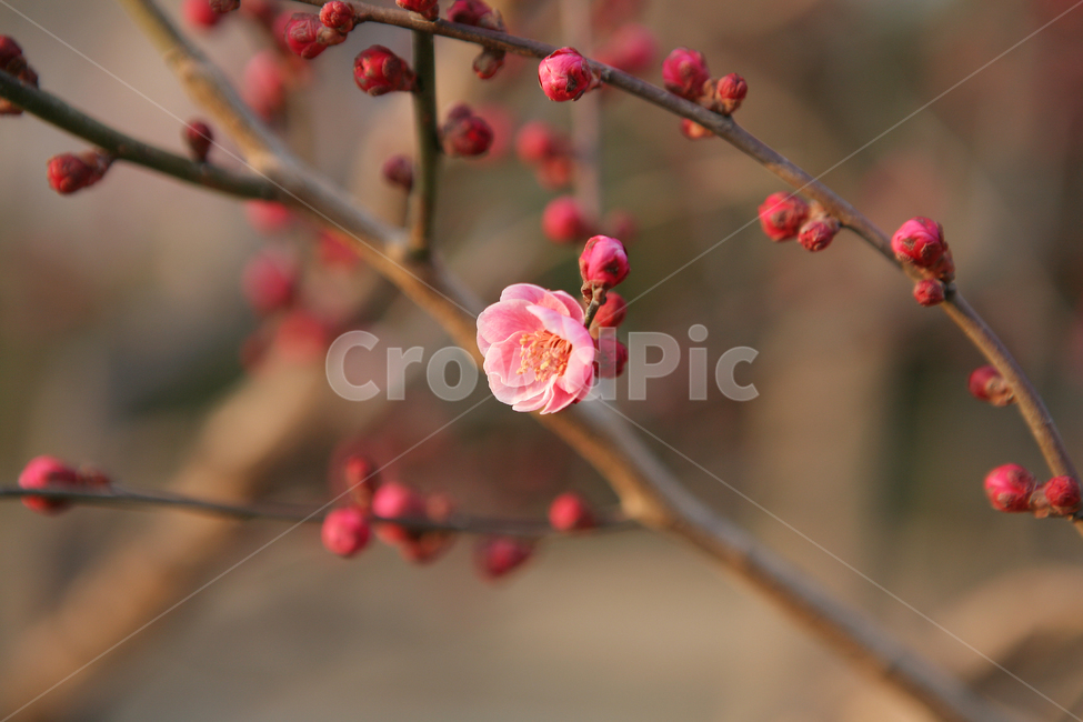 홍매화,매화,꽃,나무,식물,tree,plant,flower,봄,spring,자연,nature