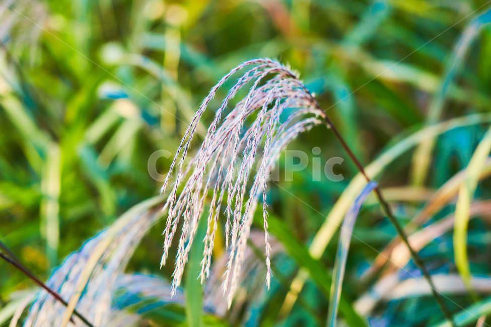 억새,하늘공원,하늘,여름,식물,자연,갈대,식물,자연,plants,nature