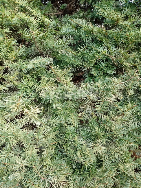나무,나무줄기,나무가지,식물,tree,treetrunk,plant,주목,나뭇잎,잎