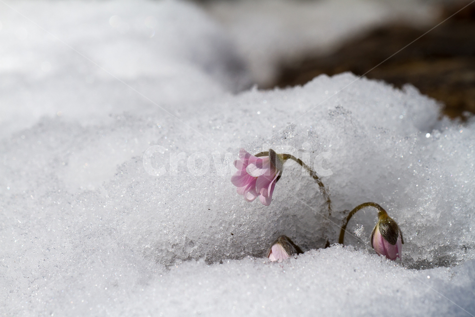 설화,분홍노루귀,야생화,봄,봄꽃,봄,계절,spring,season,식물,자연,plants,nature,꽃,flower