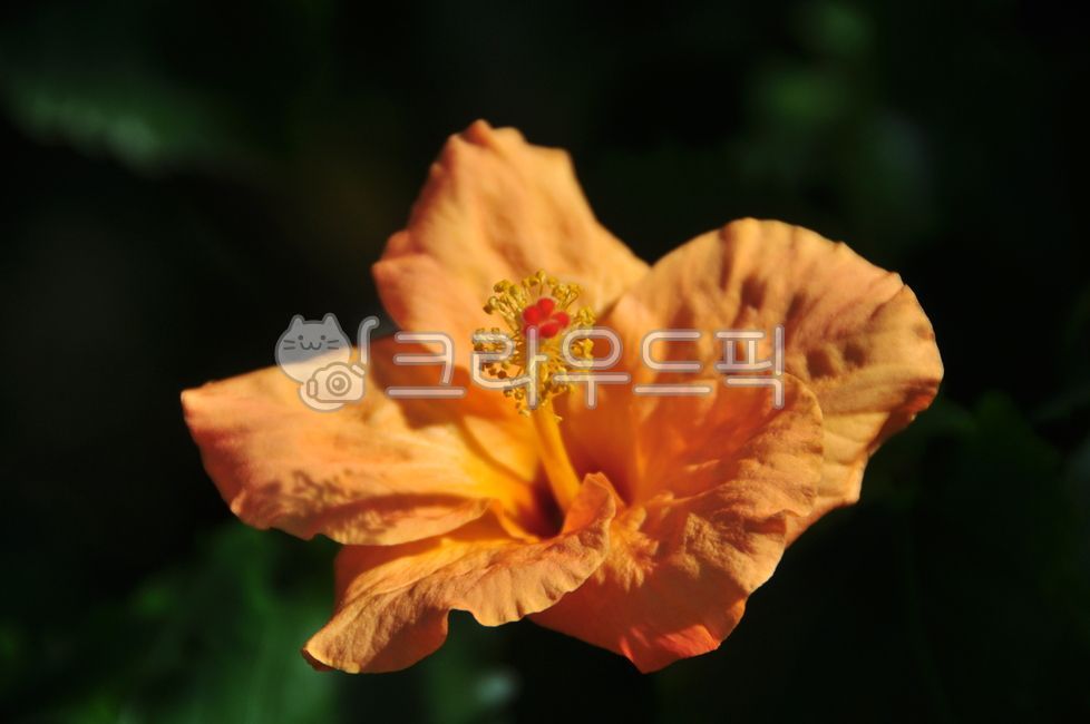 하와이무궁화,꽃,flower,히비스커스,오렌지색꽃