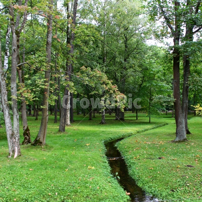 푸른,숲,숲사진,tree,forest,자연,풍경,nature,landscape,식물,plants,나무,trees,wood,grass,잔디,plant