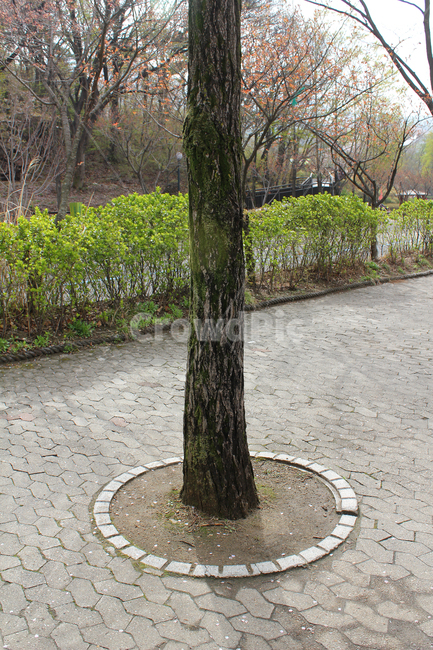 나무,공원,가로수,산책길,산책로,길,나뭇가지,나뭇결,난간,조경,봄,자연,풍경,식물,기둥,나무기둥,우드,보도블럭,식물,자연,plants,nature,나무,trees,wood