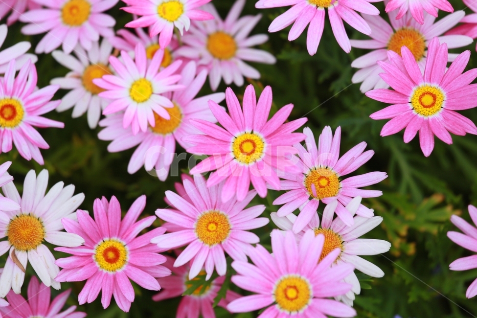 plant,식물,blossom,꽃,데이지,flower,식물,자연,plants,nature,꽃,flower