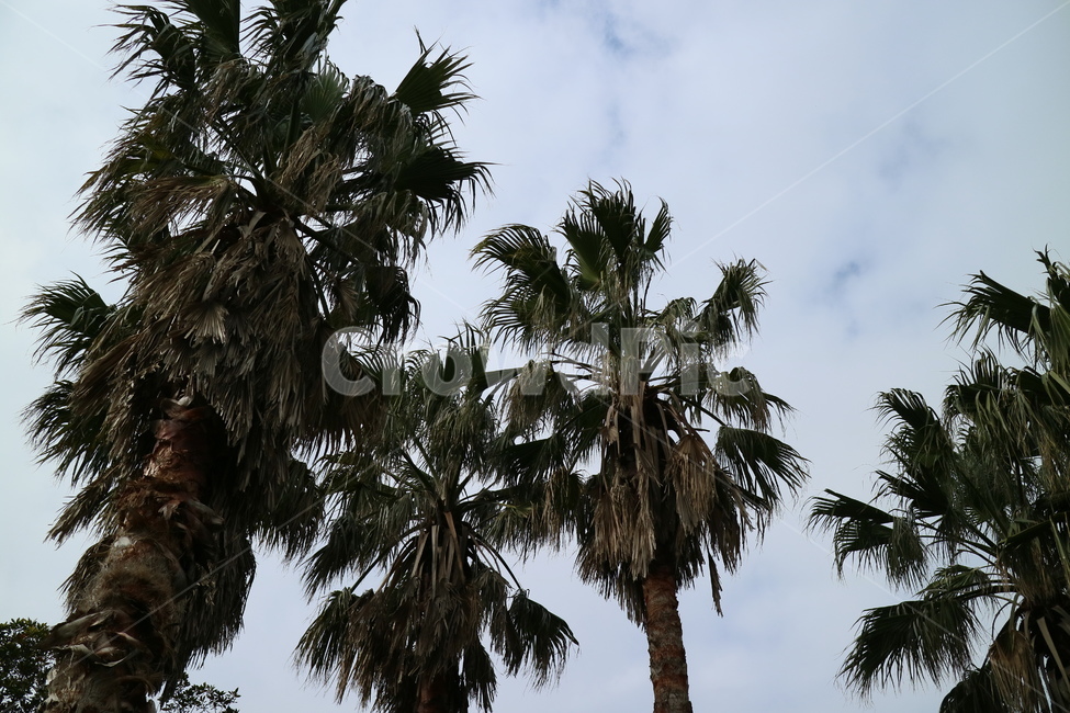감성사진,감성,tree,나무,plant,식물,야자수,palmtree,arecaceae