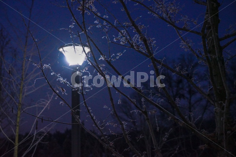 가로등,서리,상고대,겨울,감성,계절,나무,불빛,야경,밤,풍경,nightscape,night,landscape,식물,자연,plants,nature,나무,trees,wood,light,빛,flare,플레어