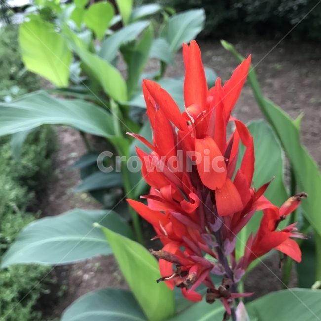 칸나,꽃칸나,꽃홍초,왕홍초,홍초,Canna,열대성초화,다년초,약재,식물,꽃,Flower,식물,자연,plants,nature,꽃,flower