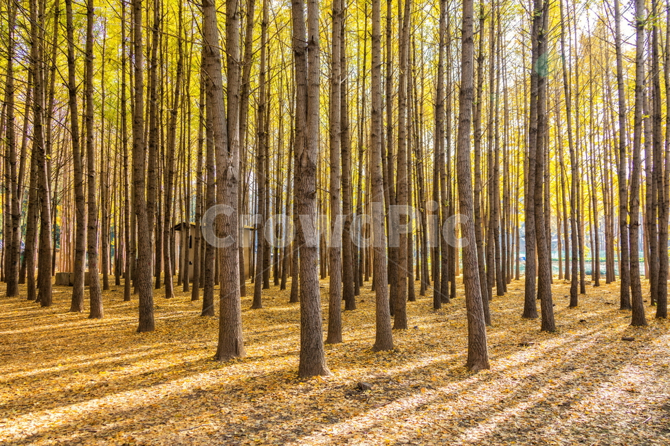 은행나무,은행,풍경사진,가을풍경,풍경,tree,나무,plant,식물