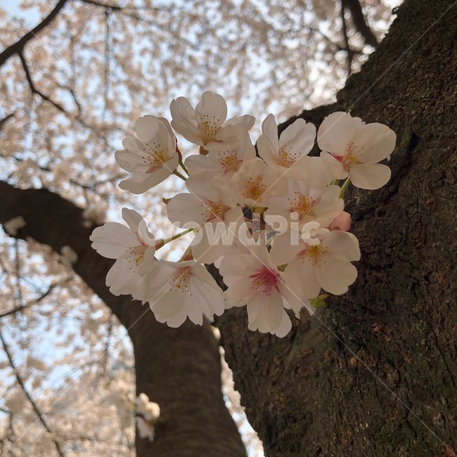 식물,plant,flower,꽃,벚꽃,cherryblossom,벚나무,자연,벚꽃나무,봄