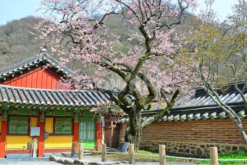 plant,식물,blossom,flower,꽃,장성,백양사,고불매,매화,홍매화,지붕,사찰,절,자연,경치,경관,매화나무