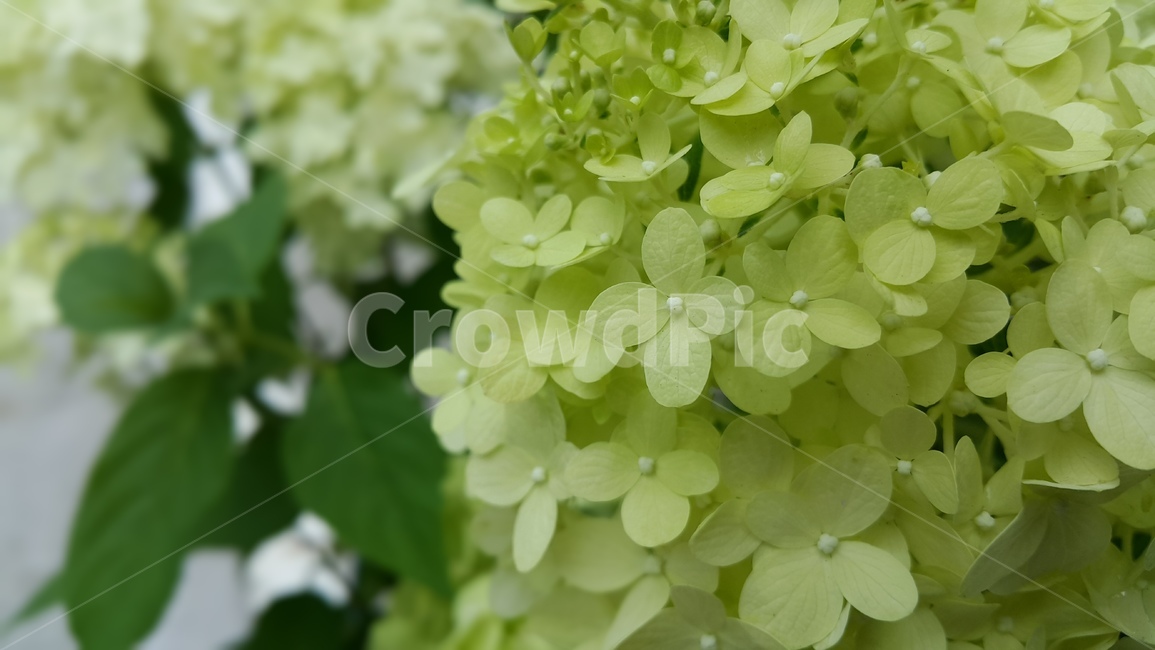 plant,식물,flower,꽃,blossom