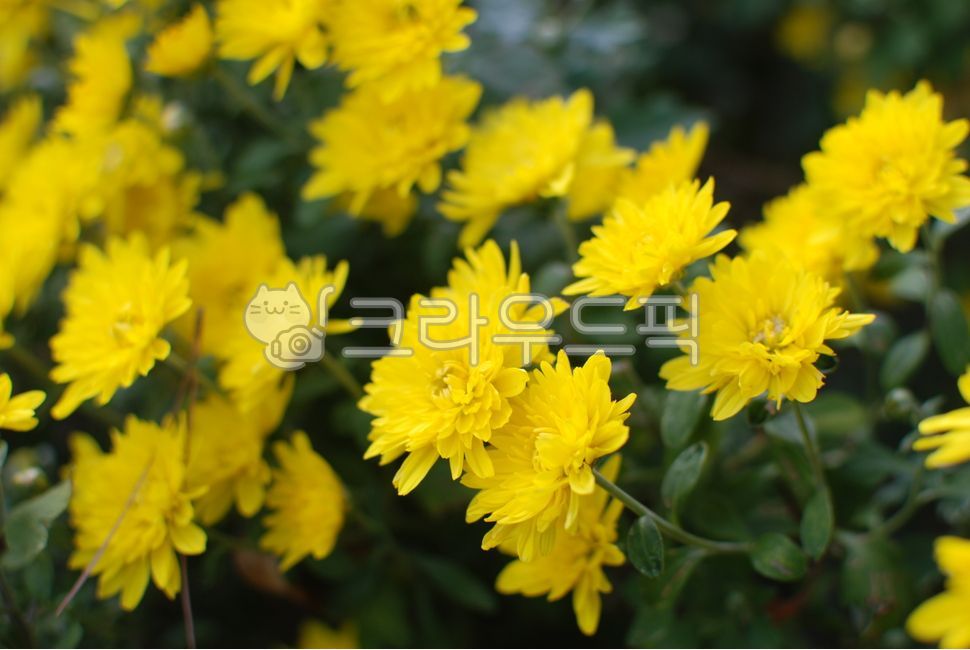 국화,국화꽃,가을,꽃,노랑,녹색잎,식물,자연,정조,고상,chrysanthemum,chrysanthemumflower,autumn,flower,yellow,greenleaf,plant,nature,jeongjo,highquality