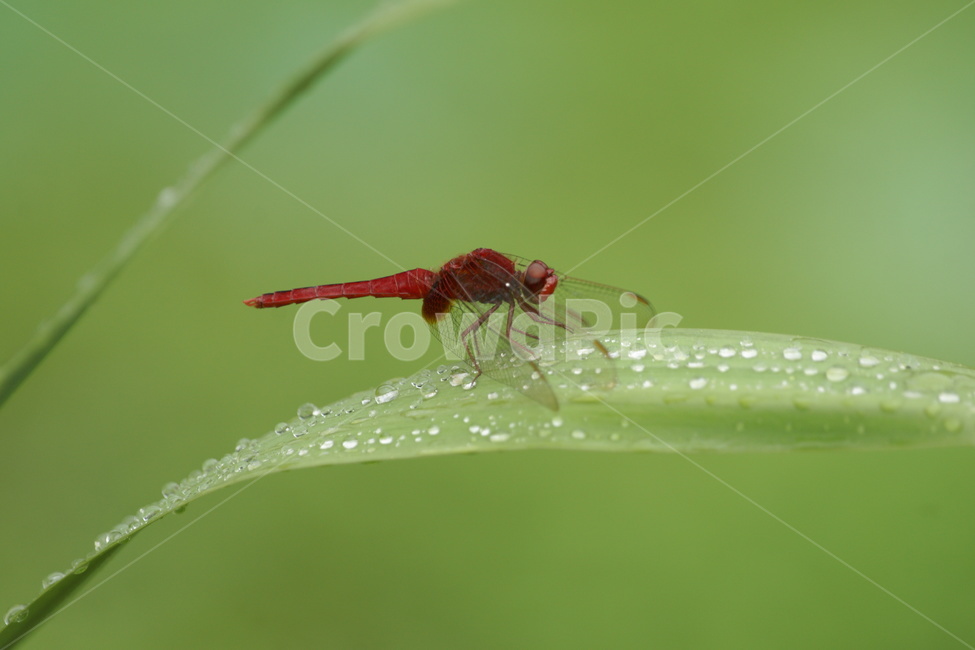 곤충,잠자리,고추잠자리,이슬,가을,곤충,벌레,insect,bug