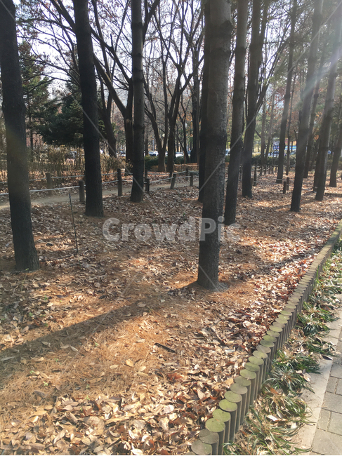 거리,나무,낙엽,도로,자연,풍경,공원,생활,street,nature,scenery,deciduous,tree,life,park,바닥,ground,식물,plant