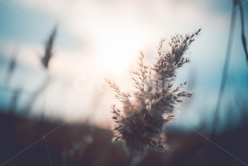 grass,plant,식물,lawn,잔디,reed,갈대,식물,자연,plants,nature