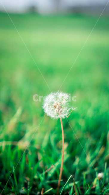 민들레,잔디,공원,꽃,감성사진,식물,자연,plants,nature,꽃,flower,감성,sensible,feeling