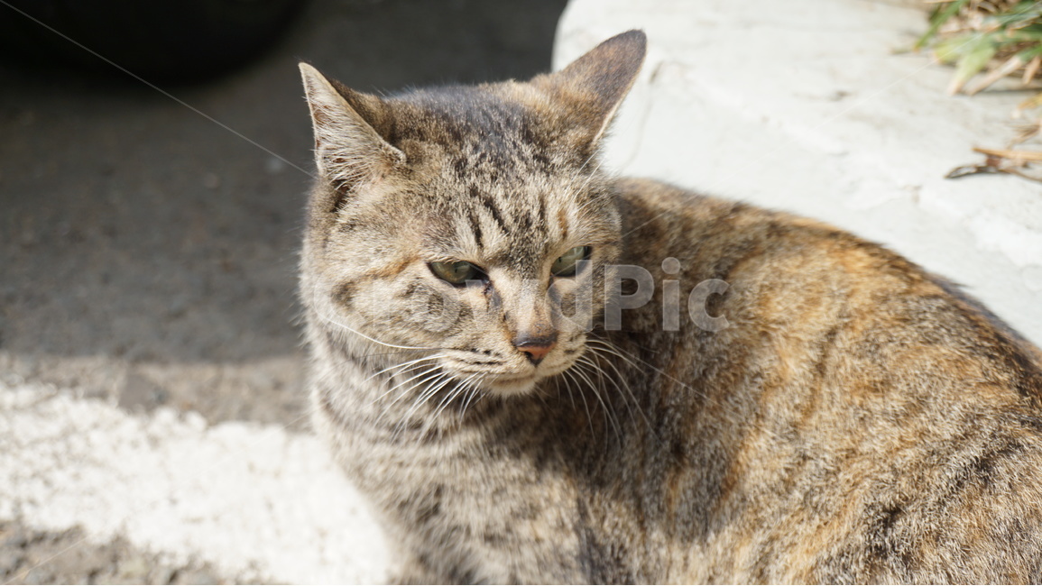 고양이,길고양이,cat,동물,animal,동물,animal,포유류,mammal,고양이,cat,kitten,kitty