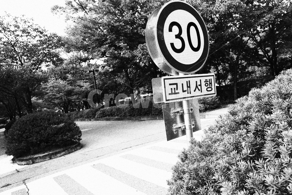 거리,표지판,나뭇잎,시골,나무,하늘,풀,잎,길,흑백