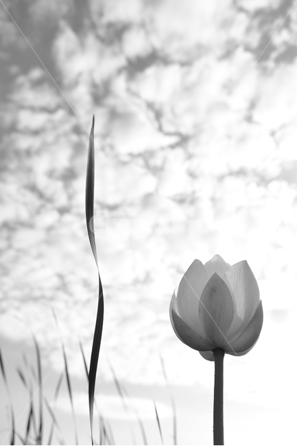 연꽃,연꽃사진,개화,묵언,자연,식물,자연,plants,nature,꽃,flower,흑백,모노톤,monochrome,black and white