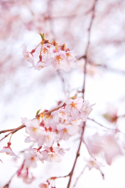 봄,꽃,벚꽃,cherryblossom,flower,따뜻함,봄,계절,spring,season,식물,자연,plants,nature,꽃,flower,plant,blossom