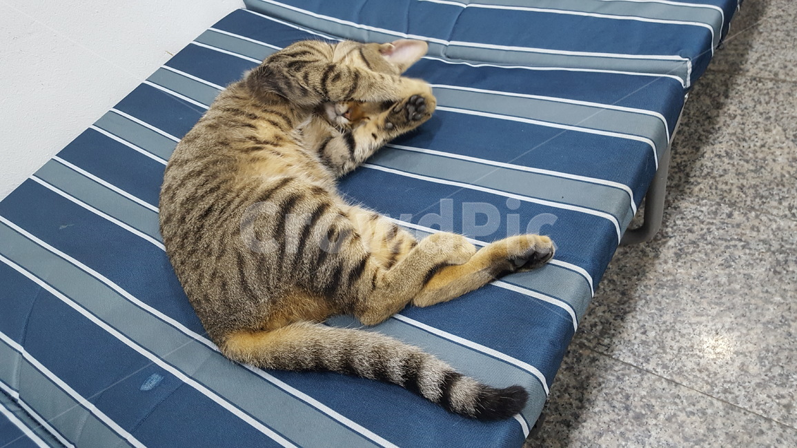 cat,고양이,길냥이,동물,애완,힐링