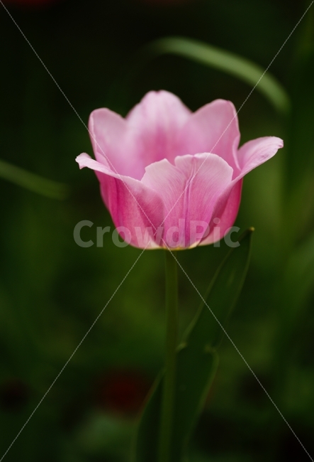 식물,꽃,튤립,분홍색,대비,색감,Tulip,식물,자연,plants,nature,봄,계절,spring,season,꽃,flower,plant,blossom