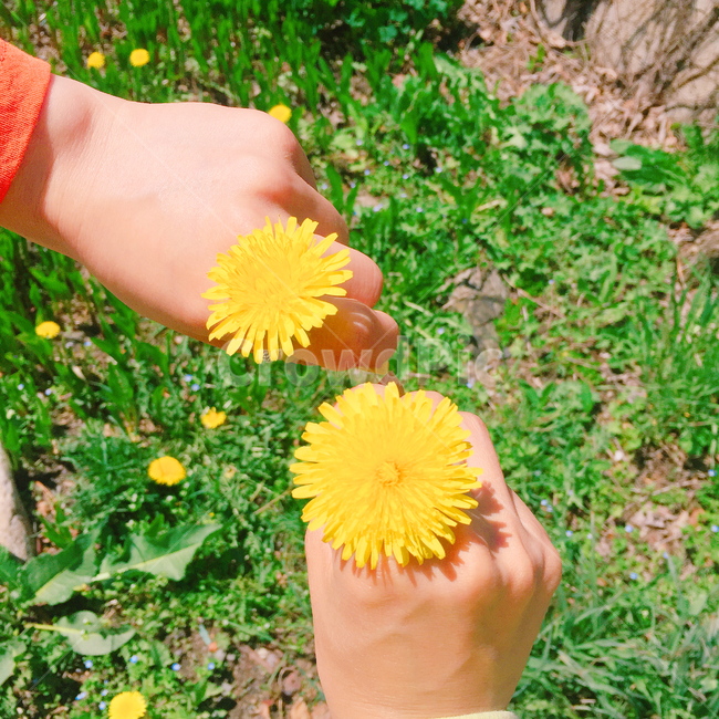 봄,벚꽃,하늘,비행기,민들레,spring,감성,힐링,위안,봄,계절,spring,season,꽃,flower,색깔,색상,색채,색감,color sense,color sensitivity,feeling of color,plant,식물