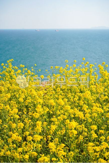 spring flowers,spring,horizon,ocean,yellow flower,rape flower,sea,flower